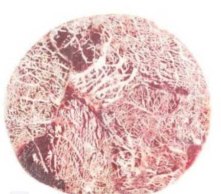 RIB EYE SANTORI 1 kg