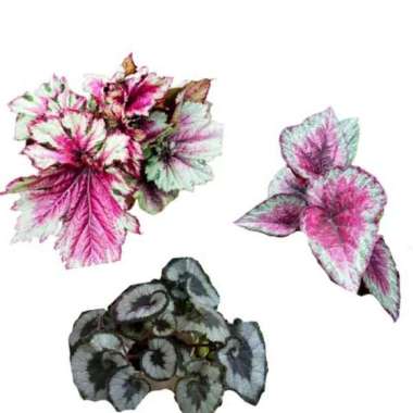 Paket 3 Tanaman Hias Begonia L
