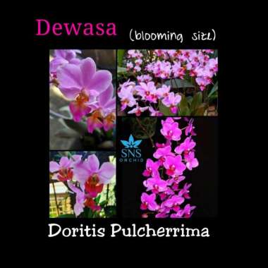 Anggrek Bulan Phalaenopsis Doritis Pulcherrima dewasa bunga unik spesi