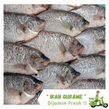 IKAN GURAME 1 Ekor +- 600gr