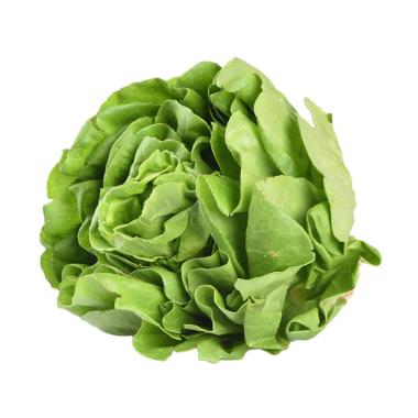 Daftar Harga Lettuce Hidroponik 2019 Murah Blibli Com