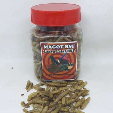 MAGOT BSF LARVA LALAT BSF KERING KEMASANTOPLES PAKAN ARWANA HAMSTER BURUNG SUGAR GLIDER