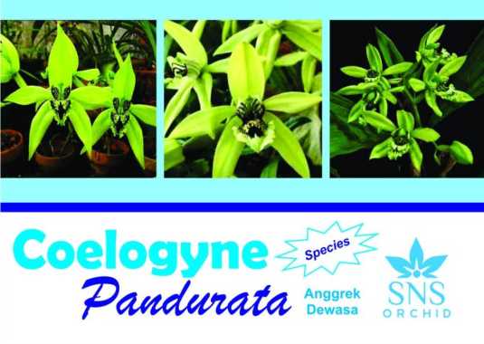 Anggrek Hitam Kalimantan Coelogyne Pandurata Dewasa Siap Bunga Spesies