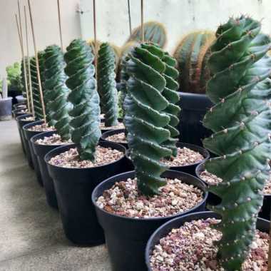 Cereus forbesii cv. Spiralis kaktus import