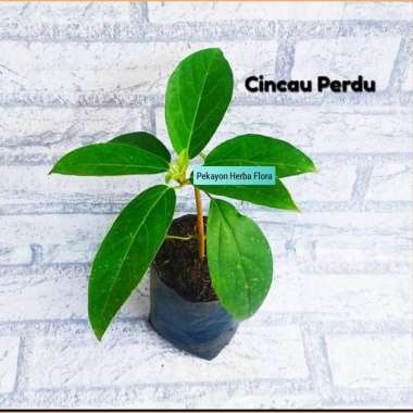 Bibit Tanaman Cincau Perdu Bibit Tanaman