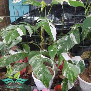 Tanaman Hias Monstera Harga Terbaru Februari 2021 Blibli