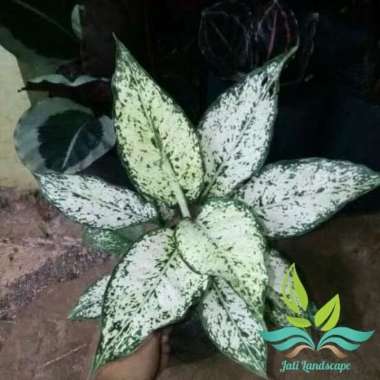Tanaman Hias Aglonema Snow White- Aglonema Salju --
