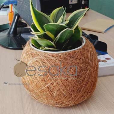 pot kokedama besar unik pot duduk dekorasi meja kantor strimin lapis sabut kelapa pot anggrek