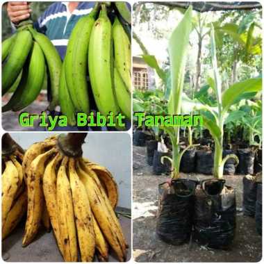 BIBIT PISANG TANDUK Griya Bibit Tanaman