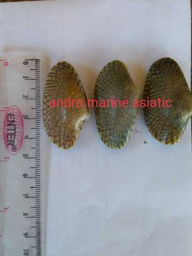 Kerang Batik Hidup @1000gr