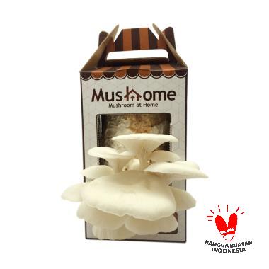 MusHome Jamur Tiram Putih