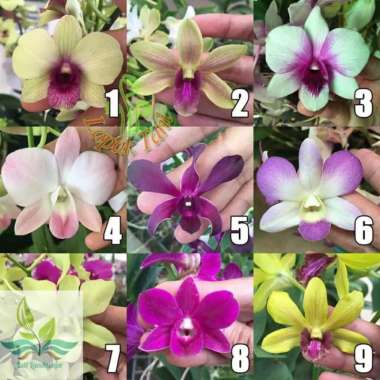 Bibit Tanaman Anggrek Dendrobium Seedling Anggrek --