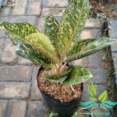 Tanaman Hias Aglonema Donacarmen- Tanaman Hias Aglonema --
