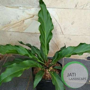 Tanaman Hias Anthurium Gelombang Cinta- Antorium Gelombang Cinta --