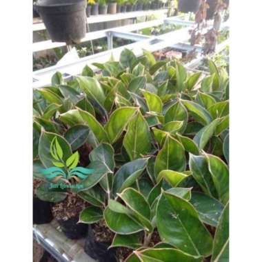 Tanaman hias aglonema black lipstick flaminggo aglo lipstik black --