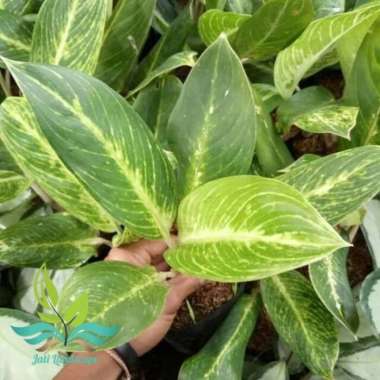 Tanaman hias aglonema blanceng golden aglo --