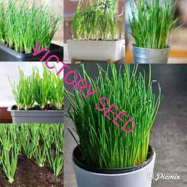 VICTORY SEED 5 umbi ubi bibit bulbs bawang daun green spring escallion salad onion allium fistulosum