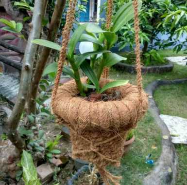 pot anggrek sabut kelapa gantung