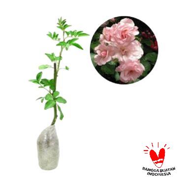 Mawar Rambat Pink