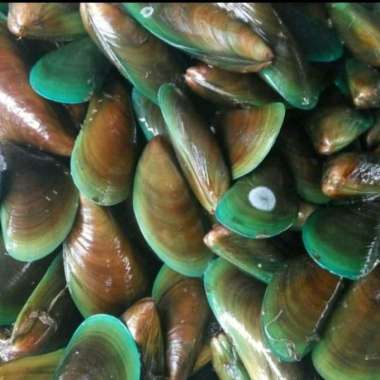 Kerang Ijo Terbaru November 2021 Harga Murah Gratis Ongkir Blibli
