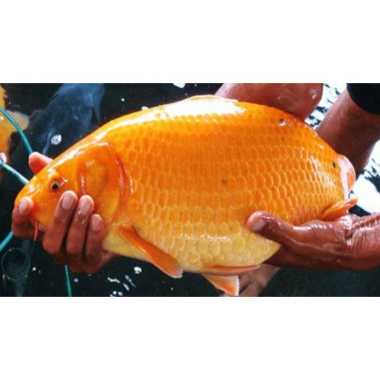 Ikan Mas Hidup Segar 1 kg