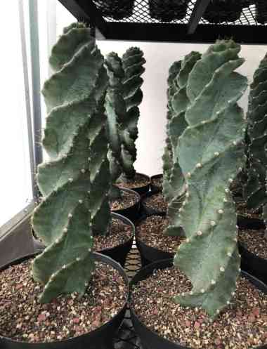 cereus forbesii spiralis kaktus import