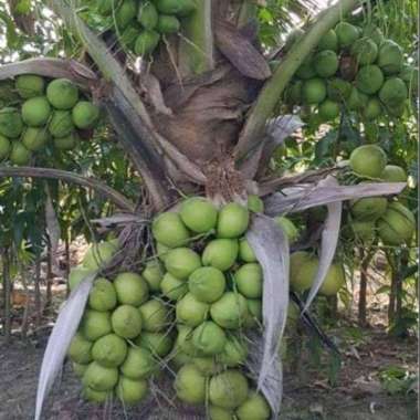 BiBit Kelapa Hijau Genjah Batang Pendek