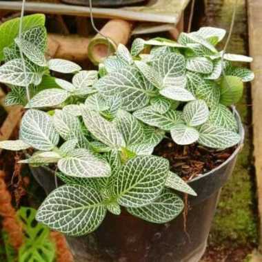 Promo COD !!! tanaman hias bunga gantung pitonia gree white Hijau