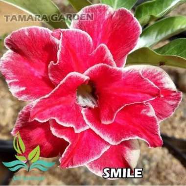 Bibit Bunga Kamboja Adenium Smile --