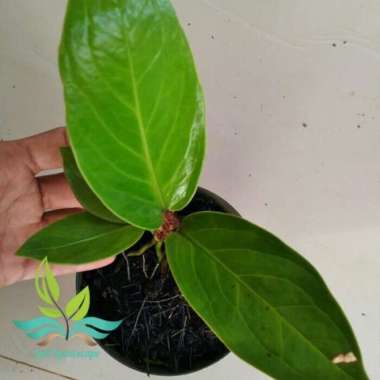 Tanaman Hias Anthurium Sekobar Daun Tebal --