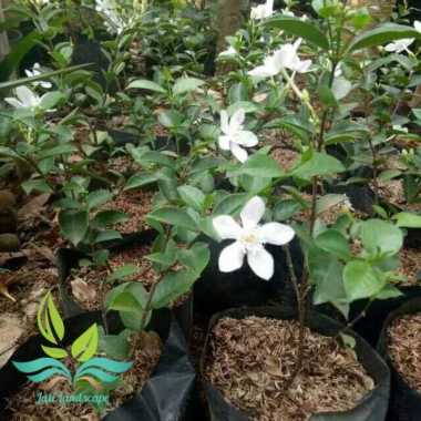 Tanaman hias bunga melati jasmine pohon melati jasmin --