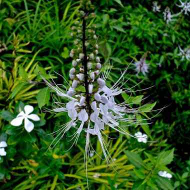 Tanaman Kumis Kucing