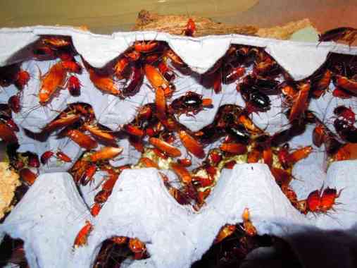 KECOA TURKISH PAKAN IKAN ARWANA LOUHAN PREDATOR BURUNG isi 20ekor