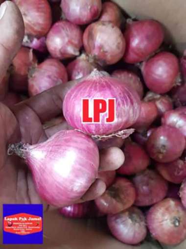 Bawang MERAH PEKING - 500 Gram - LPJ