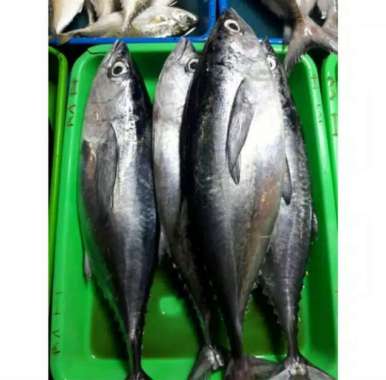 ikan tongkol basah potongan (tuna) /kg