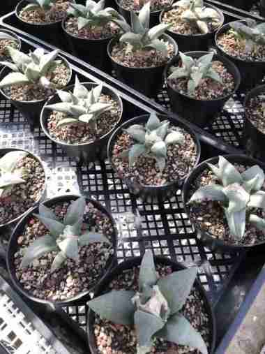 ariocarpus retusus kaktus