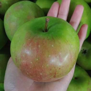 Apel Malang [1 kg] | Buah Segar Bandung