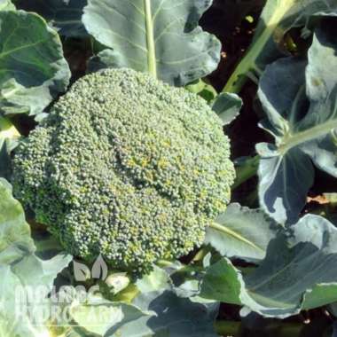Benih Brokoli Unggulan berkualitas biji bibit hydroponik bunga sawi hidroponik sayuran tanaman sayur