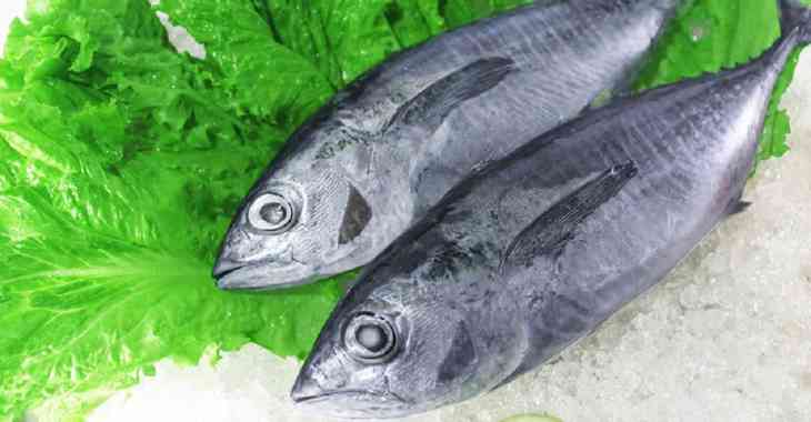 Ikan Baby Tuna Whole Frozen