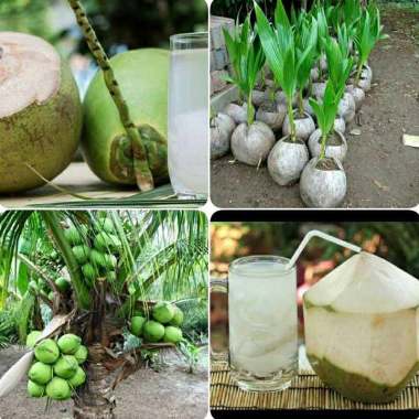 Karunia Hijrah Bibit Bibit Kelapa Kopyor Indonesia
