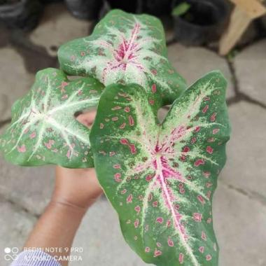 Keladi Merah Harga Terbaik 2021 Blibli Com