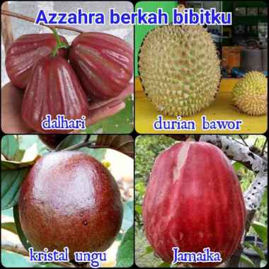 Azzahra berkah bibitku paket bibit tanaman 4 macam jenis buah bibit tanaman
