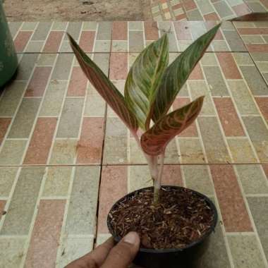 Tanaman Aglonema Kresna Golden --