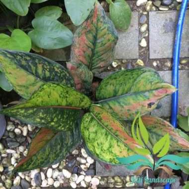 Tanaman Hias Aglonema Heng Heng- Tanaman Hias Aglonema --