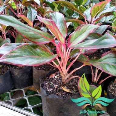 Tanaman Hias Aglonema Lipstik- Tanaman Hias Aglonema --