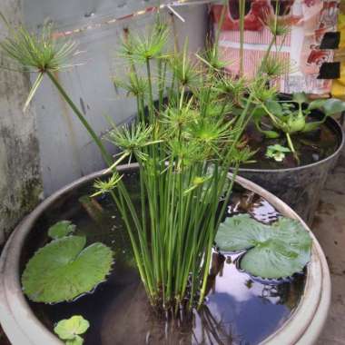 Tanaman Dwarf Papyrus