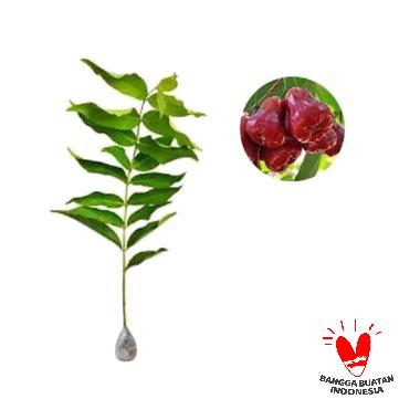 Jambu Air Dalhari