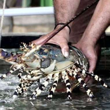 Jagal Online Store KING LOBSTER MUTIARA HIDUP 1,5 KG (ISI 1 EKOR) - 1,5 kg