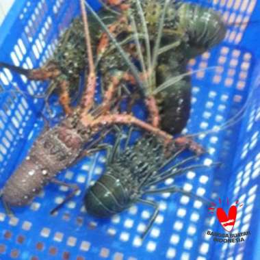 Jagal Online Store Lobster Hidup isi 6-7 Ekor Perkilo
