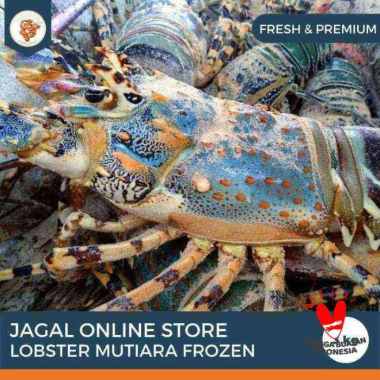 Jagal Online Store Lobster Mutiara Frozen 3Kg 1 ekor